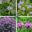 Bee Balm Wild Bergamot  Perennial 200 Seeds