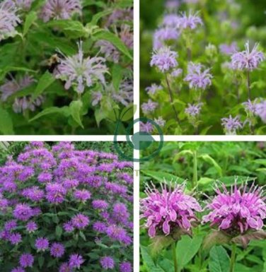 Bee Balm Wild Bergamot  Perennial 200 Seeds