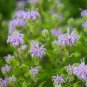 Bee Balm Wild Bergamot Perennial 200 Seeds