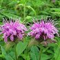 Bee Balm Wild Bergamot Perennial 200 Seeds