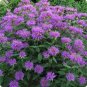Bee Balm Wild Bergamot Perennial 200 Seeds