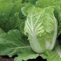 Chinese Cabbage Vegetable 100 Seeds