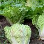 Chinese Cabbage Vegetable 100 Seeds