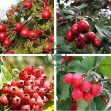 Hawthorn 16 Seeds