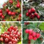 Hawthorn 16 Seeds