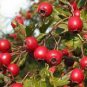 Hawthorn 16 Seeds