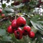 Hawthorn 16 Seeds