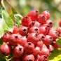 Hawthorn 16 Seeds