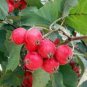 Hawthorn 16 Seeds