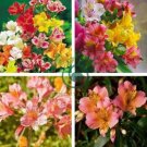 Peruvian Lily Alstroemeria 200 Seeds
