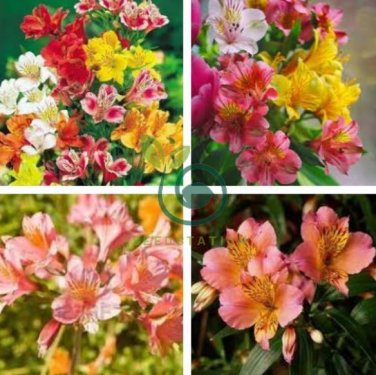 Peruvian Lily Alstroemeria 200 Seeds