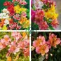 Peruvian Lily Alstroemeria 200 Seeds