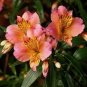 Peruvian Lily Alstroemeria 200 Seeds