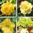 Desert Rose ]Fully Yellow Single Flowers 2 Seeds