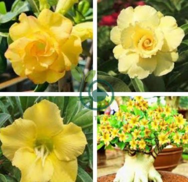 Desert Rose ]Fully Yellow Single Flowers 2 Seeds