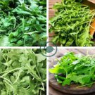 Eruca Salad Rocket Arugula Organic Vegetable 240 Seeds