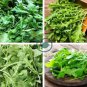 Eruca Salad Rocket Arugula Organic Vegetable 240 Seeds