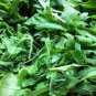 Eruca Salad Rocket Arugula Organic Vegetable 240 Seeds