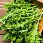 Eruca Salad Rocket Arugula Organic Vegetable 240 Seeds