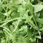Eruca Salad Rocket Arugula Organic Vegetable 240 Seeds