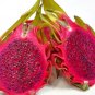 Dragon Fruit Pitaya Red (White, Yellow) Organic 200 Seeds