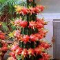 Dragon Fruit Pitaya Red (White, Yellow) Organic 200 Seeds