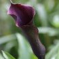 Calla Lily  Black Color 100 Seeds