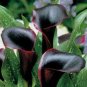 Calla Lily  Black Color 100 Seeds