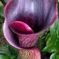 Calla Lily  Black Color 100 Seeds