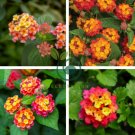 Mixed Colorful Lantana Camara Perennial Plants 20 Seeds