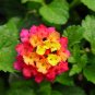 Mixed Colorful Lantana Camara Perennial Plants 20 Seeds