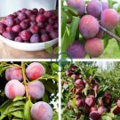 Delicious Round Plums Fruit Tree 20 Seeds