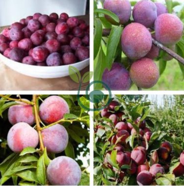 Delicious Round Plums Fruit Tree 20 Seeds
