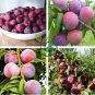 Delicious Round Plums Fruit Tree 20 Seeds