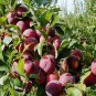 Delicious Round Plums Fruit Tree 20 Seeds