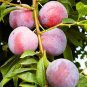 Delicious Round Plums Fruit Tree 20 Seeds