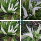Garden Foxtail Fern  Dark Green White Colors 200 Seeds