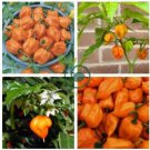 Dragon Fruit Pitaya Red (White, Yellow) Organic 48 Seeds