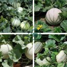Small Heirloom True French Charentais Gourmet Melon Cucumis Melo 40 Seeds
