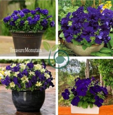 Petunia Flower 200 Seeds