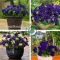 Petunia Flower 200 Seeds