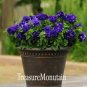 Petunia Flower 200 Seeds