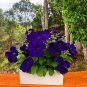 Petunia Flower 200 Seeds