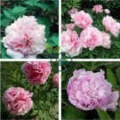 Heirloom 'Jin Guang San Hui' Pink Chinese Peony Flower Root 10 Seeds