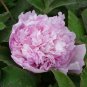 Heirloom 'Jin Guang San Hui' Pink Chinese Peony Flower Root 10 Seeds