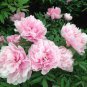 Heirloom 'Jin Guang San Hui' Pink Chinese Peony Flower Root 10 Seeds