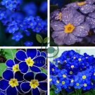 Fragrant Evening Primrose - Dark Blue Flowers with Yellow Centre 400 Seeds