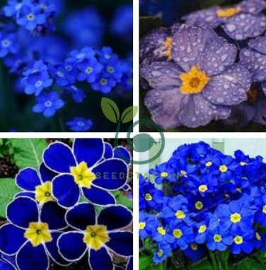 Fragrant Evening Primrose - Dark Blue Flowers with Yellow Centre 400 Seeds