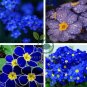 Fragrant Evening Primrose - Dark Blue Flowers with Yellow Centre 400 Seeds
