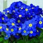 Fragrant Evening Primrose - Dark Blue Flowers with Yellow Centre 400 Seeds